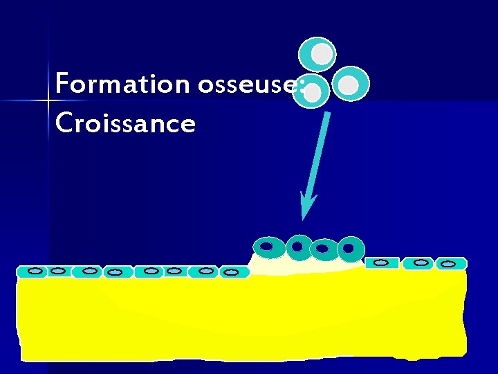 Formation osseuse: Croissance 