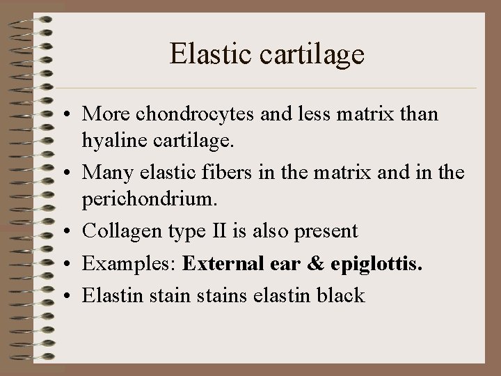 Elastic cartilage • More chondrocytes and less matrix than hyaline cartilage. • Many elastic