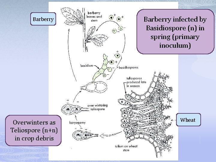 Barberry Overwinters as Teliospore (n+n) in crop debris Barberry infected by Basidiospore (n) in