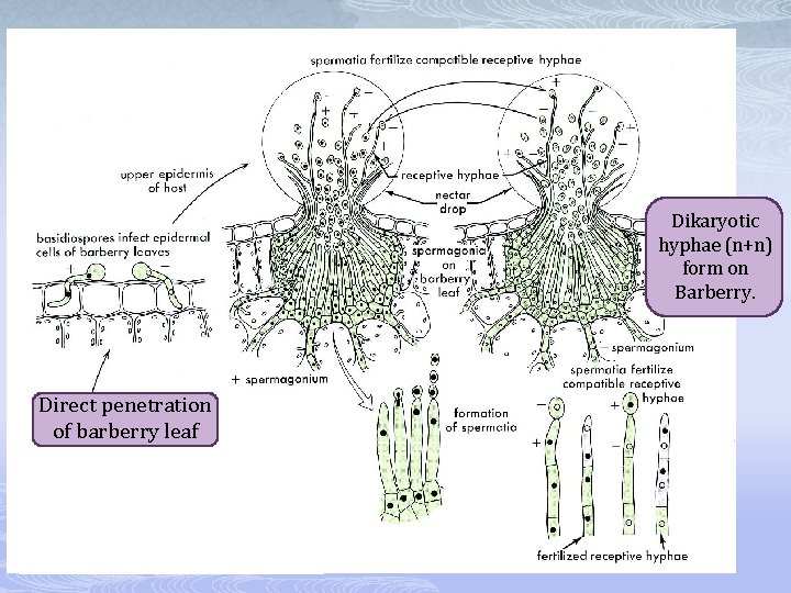 Dikaryotic hyphae (n+n) form on Barberry. Direct penetration of barberry leaf 