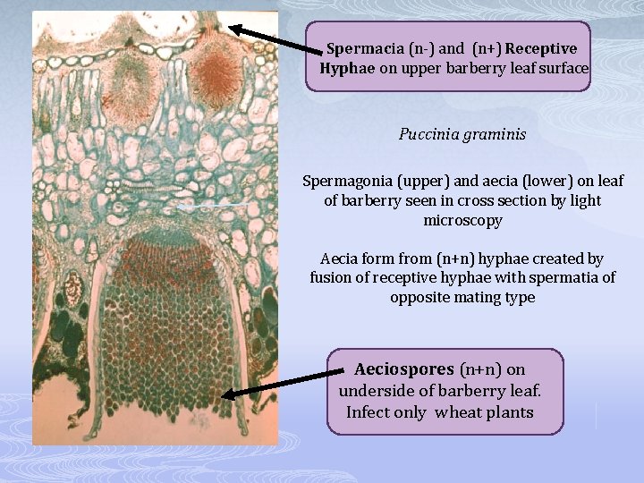 Spermacia (n-) and (n+) Receptive Hyphae on upper barberry leaf surface Puccinia graminis Spermagonia