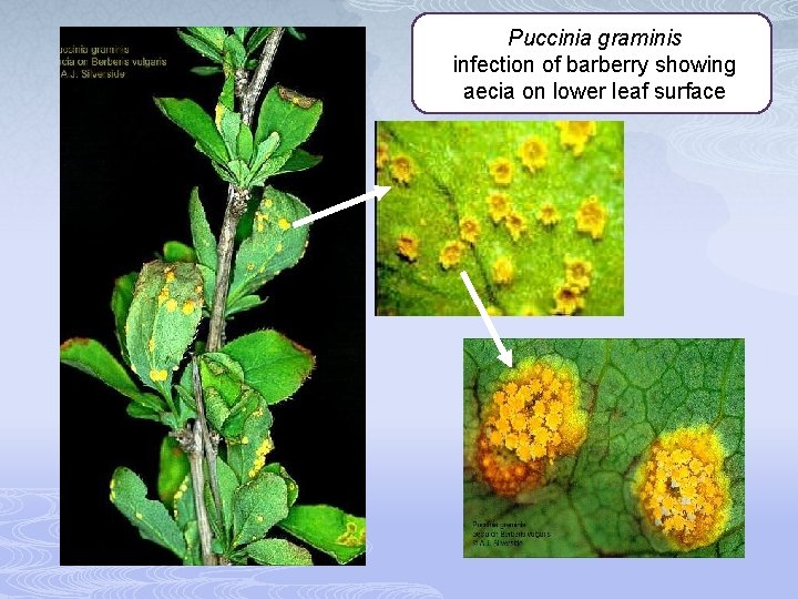 Puccinia graminis infection of barberry showing aecia on lower leaf surface 