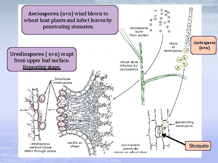Aeciospores (n+n) wind blown to wheat host plants and infect leaves by penetrating stomates.