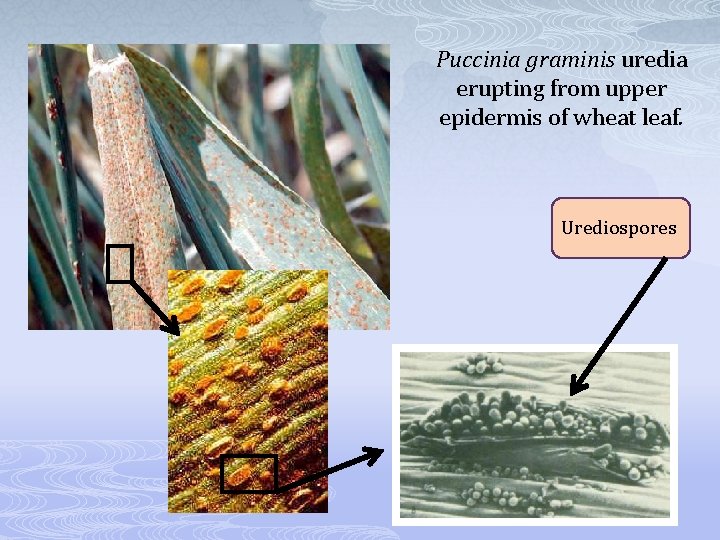 Puccinia graminis uredia erupting from upper epidermis of wheat leaf. Urediospores 
