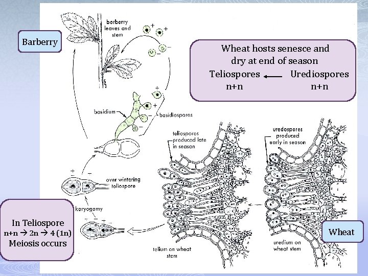 Barberry In Teliospore n+n 2 n 4 (1 n) Meiosis occurs Wheat hosts senesce