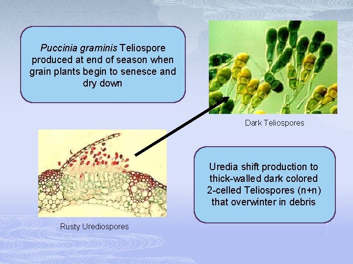 Puccinia graminis Teliospore produced at end of season when grain plants begin to senesce