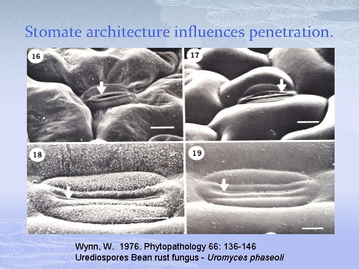Stomate architecture influences penetration. Wynn, W. 1976. Phytopathology 66: 136 -146 Urediospores Bean rust