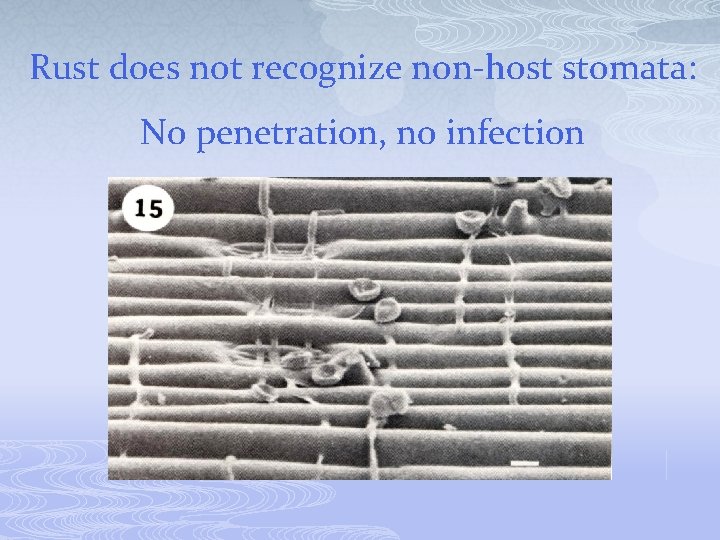 Rust does not recognize non-host stomata: No penetration, no infection 