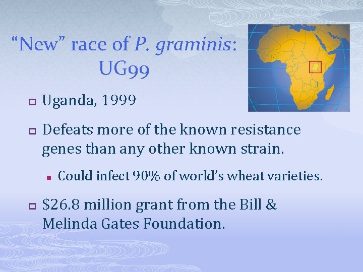 “New” race of P. graminis: UG 99 p p Uganda, 1999 Defeats more of