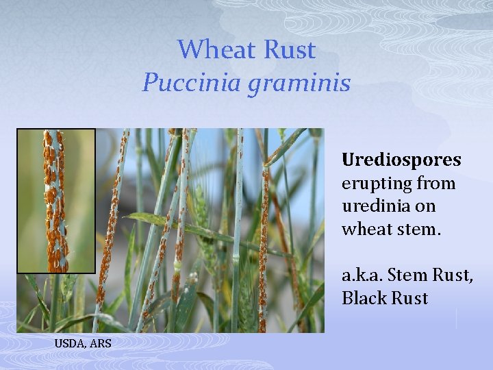 Wheat Rust Puccinia graminis Urediospores erupting from uredinia on wheat stem. a. k. a.