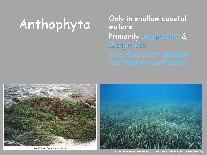 Anthophyta Only in shallow coastal waters Primarily seagrasses & Mangroves Very few plant species