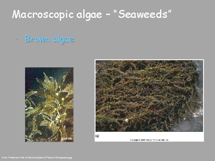 Macroscopic algae – “Seaweeds” Brown algae http: //www. starfish. ch/photos/plants-Pflanzen/Sargassum. jpg 