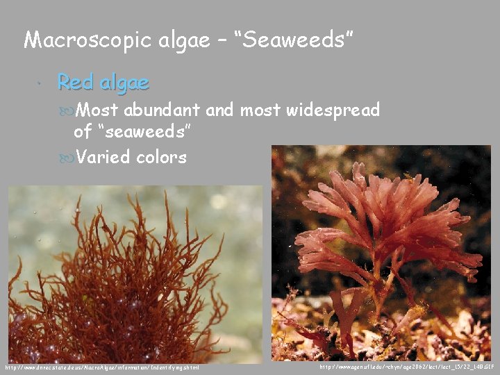 Macroscopic algae – “Seaweeds” Red algae Most abundant and most widespread of “seaweeds” Varied
