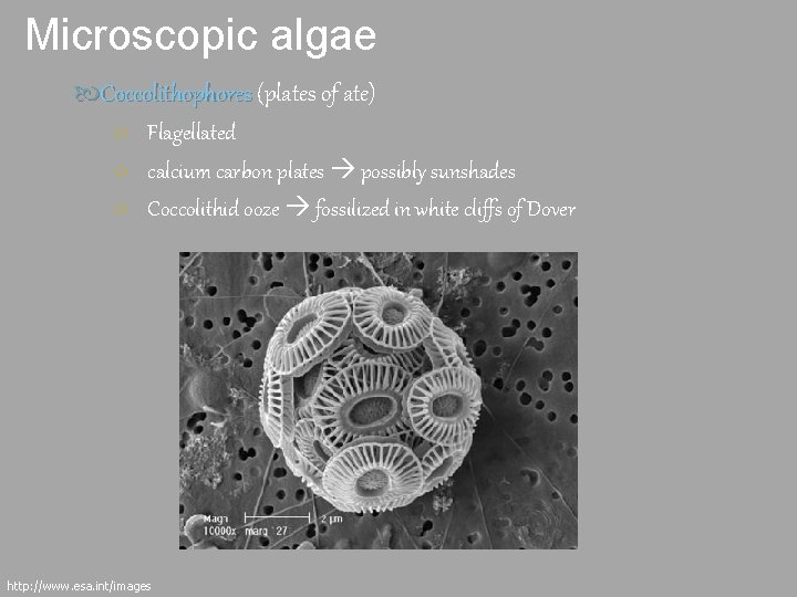 Microscopic algae Coccolithophores (plates of ate) ○ Flagellated ○ calcium carbon plates possibly sunshades