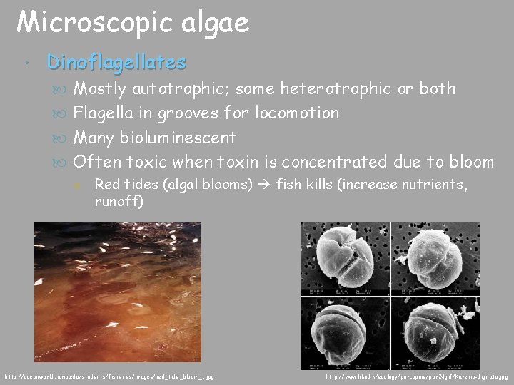 Microscopic algae Dinoflagellates Mostly autotrophic; some heterotrophic or both Flagella in grooves for locomotion