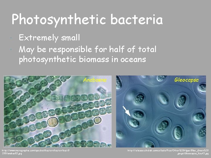 Photosynthetic bacteria Extremely small May be responsible for half of total photosynthetic biomass in