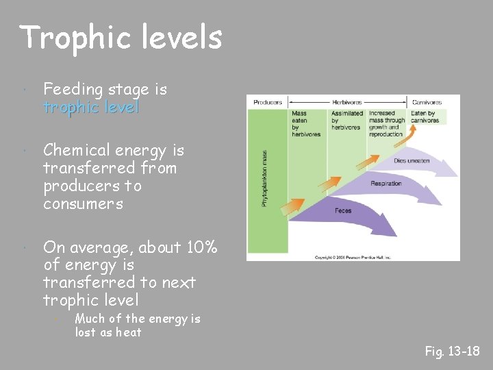 Trophic levels Feeding stage is trophic level Chemical energy is transferred from producers to