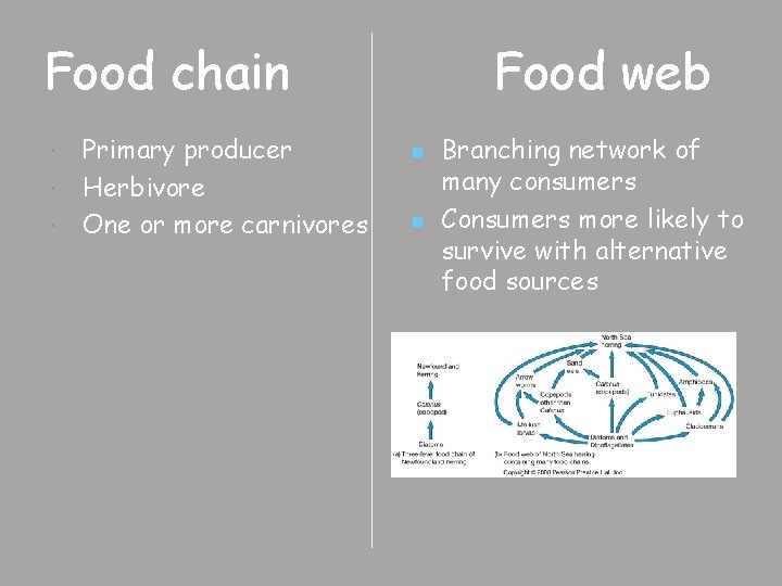 Food chain Primary producer Herbivore One or more carnivores Food web n n Branching