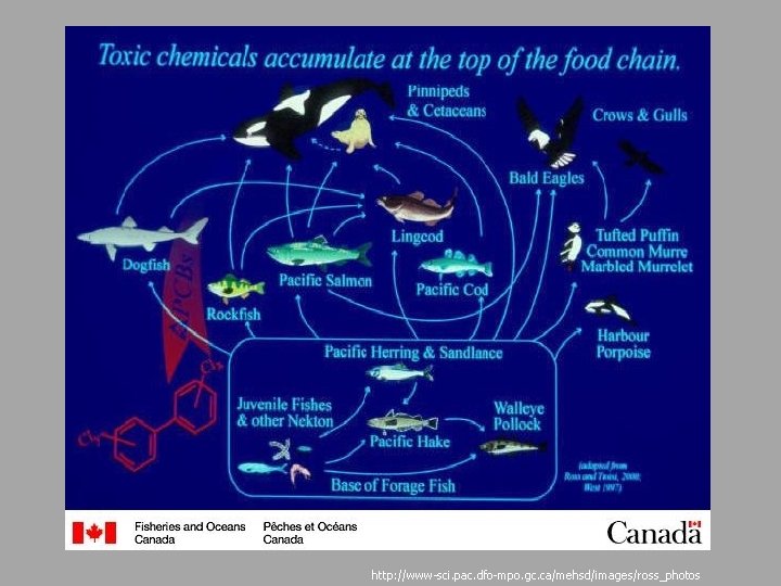 http: //www-sci. pac. dfo-mpo. gc. ca/mehsd/images/ross_photos 