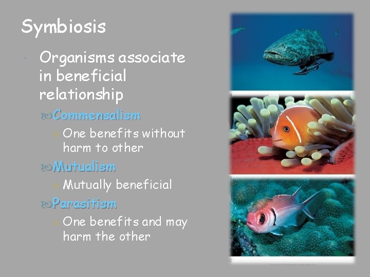 Symbiosis Organisms associate in beneficial relationship Commensalism ○ One benefits without harm to other