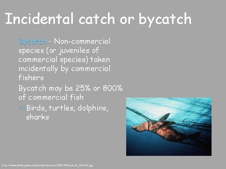 Incidental catch or bycatch Bycatch - Non-commercial species (or juveniles of commercial species) taken