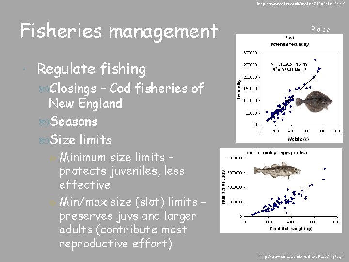 http: //www. cefas. co. uk/media/70062/fig 10 b. gif Fisheries management Plaice Regulate fishing Closings