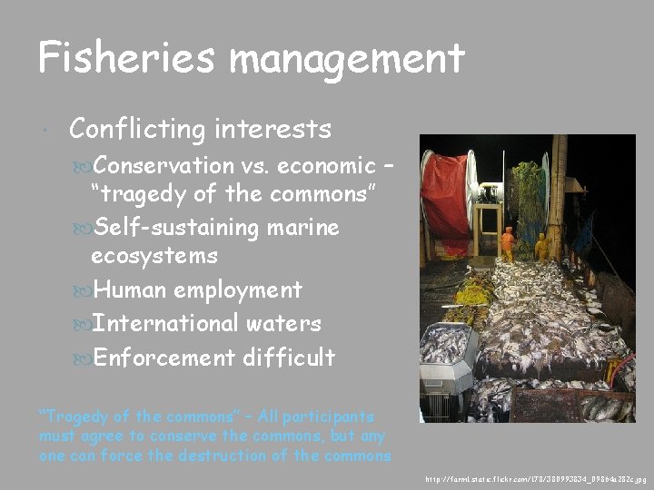 Fisheries management Conflicting interests Conservation vs. economic – “tragedy of the commons” Self-sustaining marine