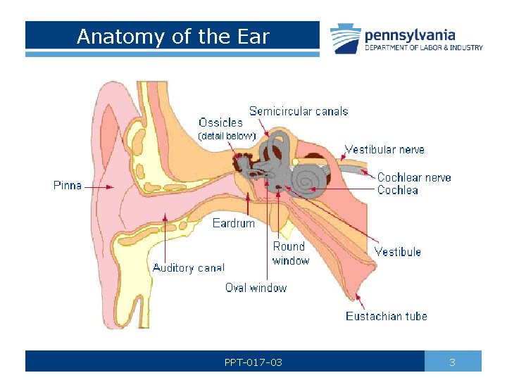 Anatomy of the Ear PPT-017 -03 3 