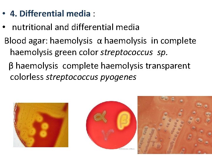  • 4. Differential media : • nutritional and differential media Blood agar: haemolysis