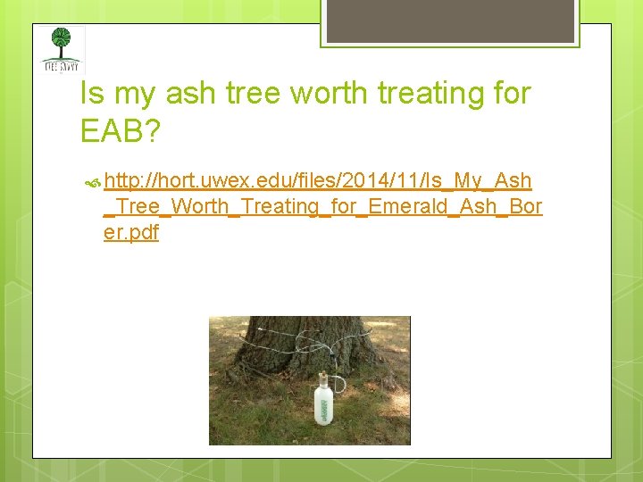 Is my ash tree worth treating for EAB? http: //hort. uwex. edu/files/2014/11/Is_My_Ash _Tree_Worth_Treating_for_Emerald_Ash_Bor er.