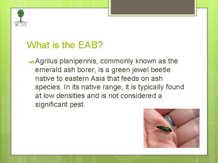 What is the EAB? Agrilus planipennis, commonly known as the emerald ash borer, is