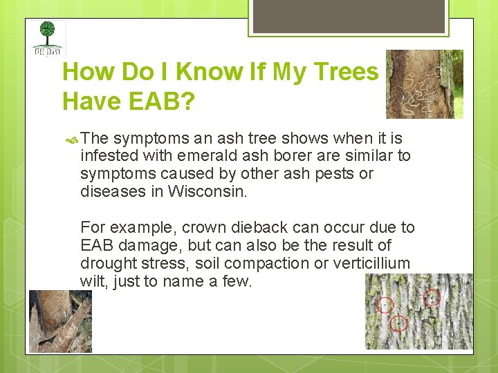 How Do I Know If My Trees Have EAB? The symptoms an ash tree