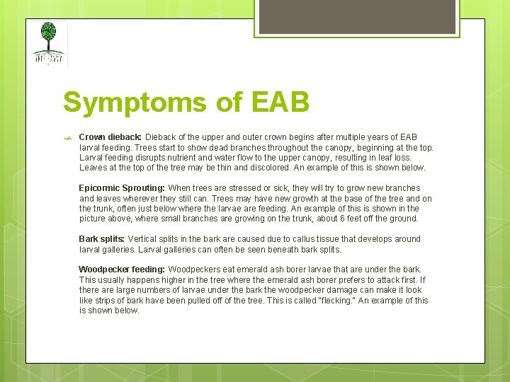 Symptoms of EAB Crown dieback: Dieback of the upper and outer crown begins after