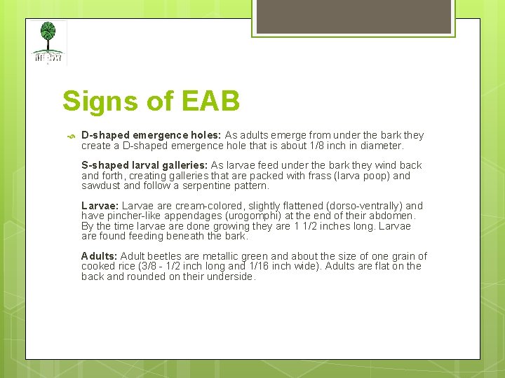 Signs of EAB D-shaped emergence holes: As adults emerge from under the bark they