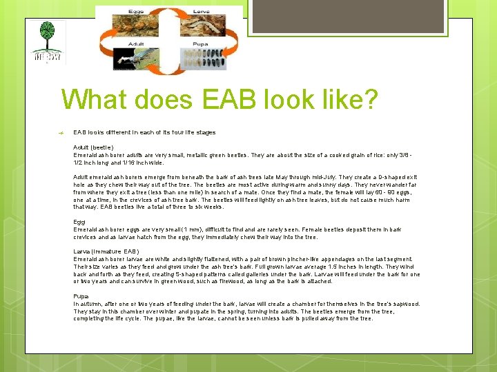 What does EAB look like? EAB looks different in each of its four life