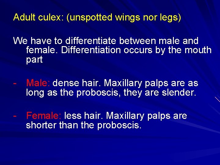 Adult culex: (unspotted wings nor legs) We have to differentiate between male and female.