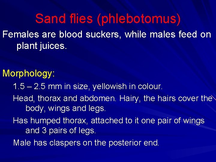 Sand flies (phlebotomus) Females are blood suckers, while males feed on plant juices. Morphology: