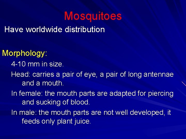 Mosquitoes Have worldwide distribution Morphology: 4 -10 mm in size. Head: carries a pair