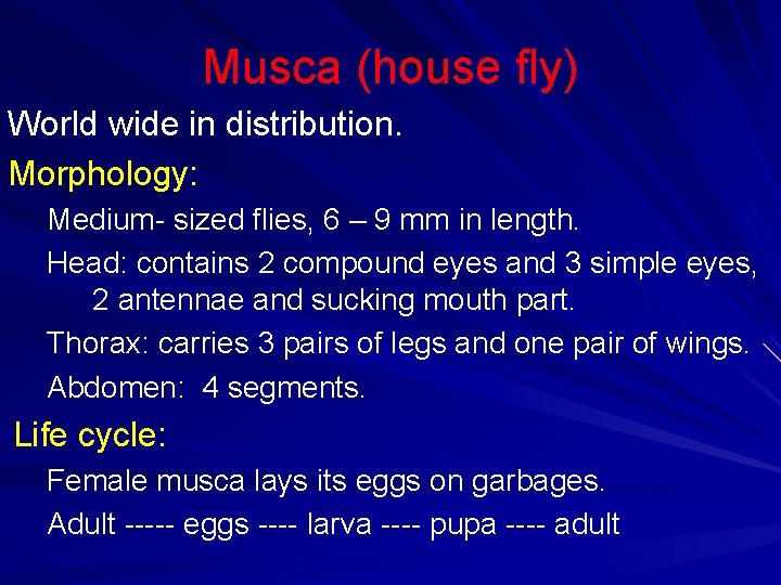 Musca (house fly) World wide in distribution. Morphology: Medium- sized flies, 6 – 9