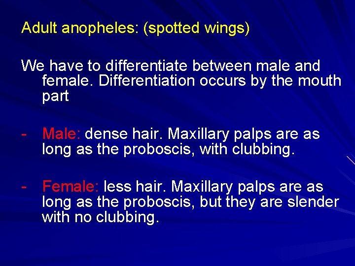 Adult anopheles: (spotted wings) We have to differentiate between male and female. Differentiation occurs