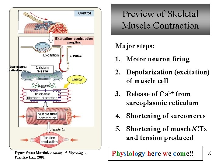 Preview of Skeletal Muscle Contraction Major steps: T Tubule Sarcoplasmic reticulum 1. Motor neuron