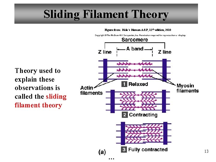 Sliding Filament Theory Figure from: Hole’s Human A&P, 12 th edition, 2010 Theory used