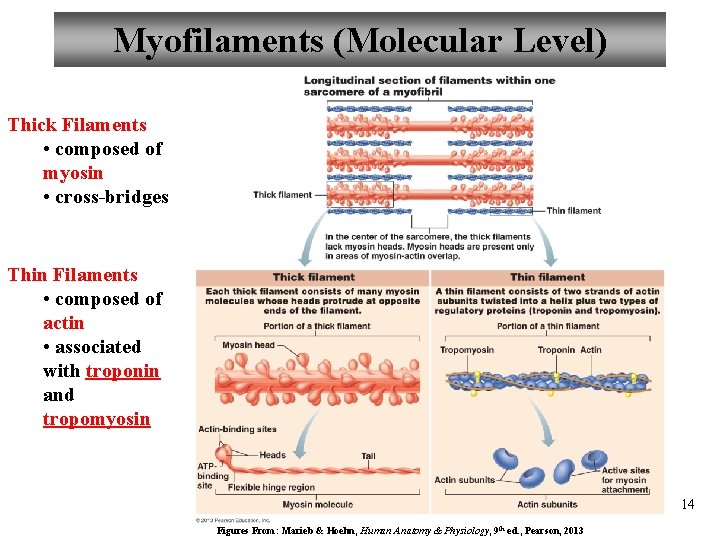Myofilaments (Molecular Level) Thick Filaments • composed of myosin • cross-bridges Thin Filaments •