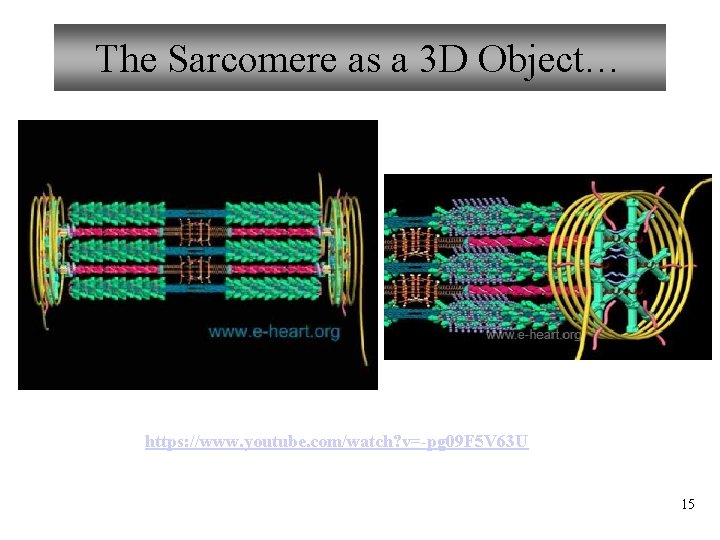 The Sarcomere as a 3 D Object… https: //www. youtube. com/watch? v=-pg 09 F