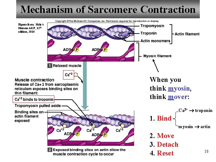 Mechanism of Sarcomere Contraction Figure from: Hole’s Human A&P, 12 th edition, 2010 When