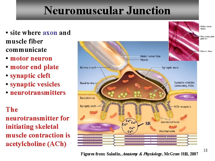 Neuromuscular Junction • site where axon and muscle fiber communicate • motor neuron •