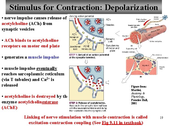 Stimulus for Contraction: Depolarization • nerve impulse causes release of acetylcholine (ACh) from synaptic