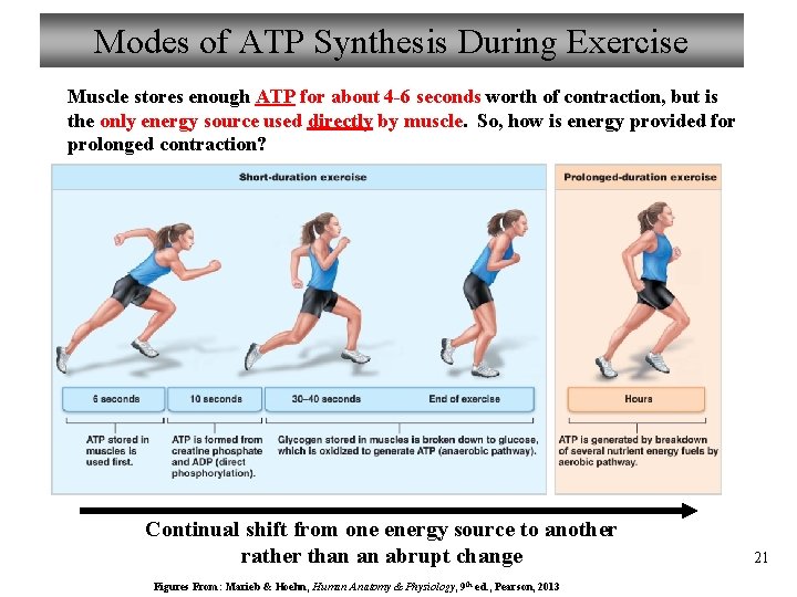 Modes of ATP Synthesis During Exercise Muscle stores enough ATP for about 4 -6