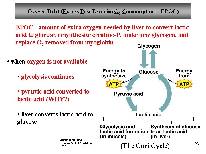 Oxygen Debt (Excess Post Exercise O 2 Consumption – EPOC) EPOC - amount of