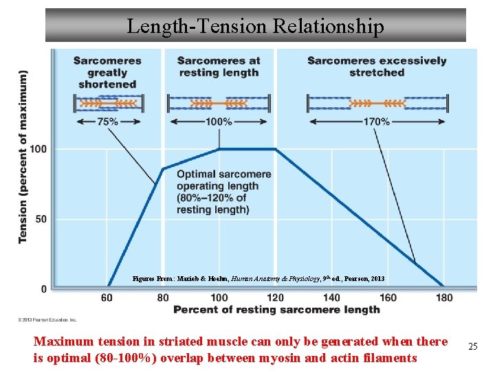 Length-Tension Relationship Figures From: Marieb & Hoehn, Human Anatomy & Physiology, 9 th ed.